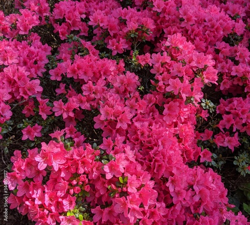 Beautiful pink Azalea blooms in dense clusters for use as texture or background full of flowers