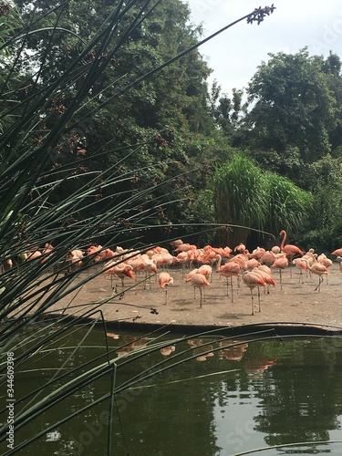 flock of flamingos in the lake