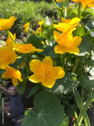 yellow flowers in the garden