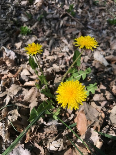 dandelions in the grass