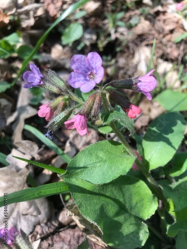pink flower in the garden