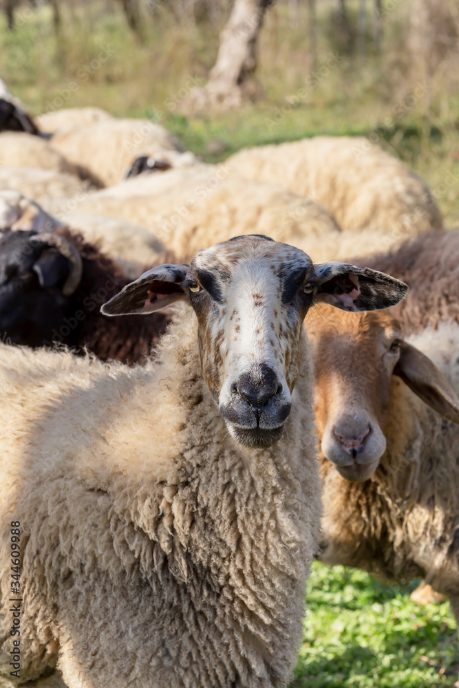 Sheep graze in a meadow close-up