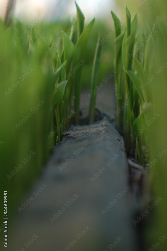 Fototapeta premium green natural background of fresh bright leaves of lily of the valley, close-up. Blooming Lily of the valley in spring garden with shallow focus. May flowers. Vertical photo