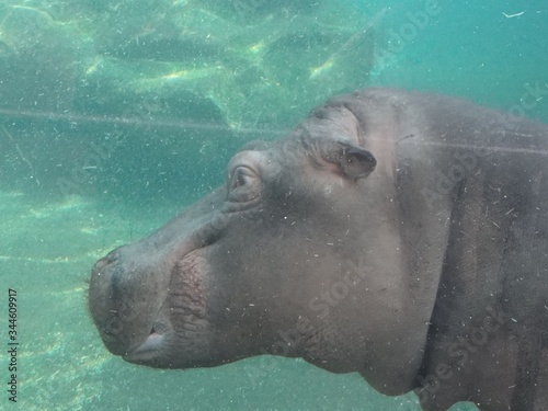 L'air attentif de cet hippopotame flottant entre deux eaux