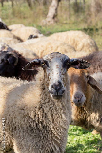 Sheep graze in a meadow close-up