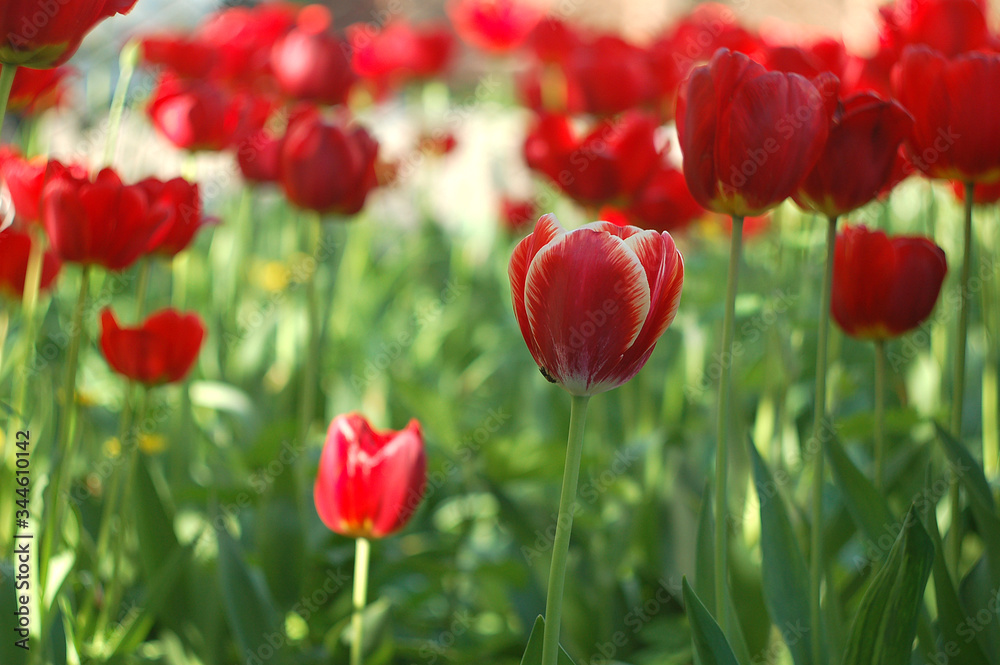 Red tulips background. A group of blooming tulips in the spring sunshine. Spring landscape. Red tulips background. A group of blooming tulips in the spring sunshine. Spring landscape.