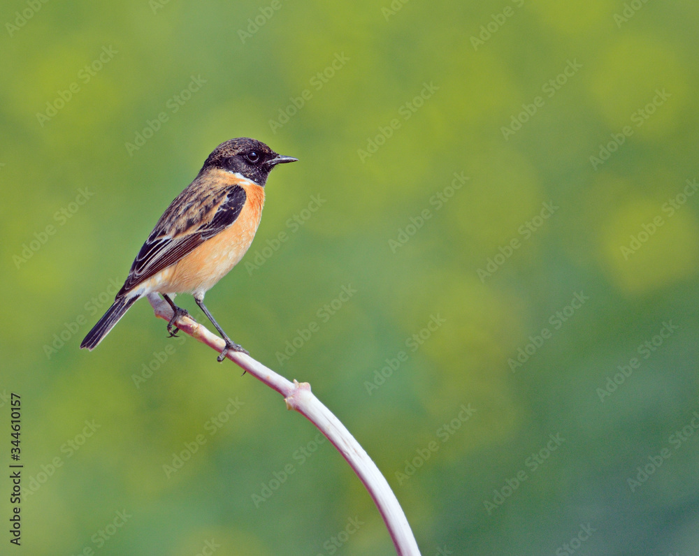 Fototapeta premium Stonechat
