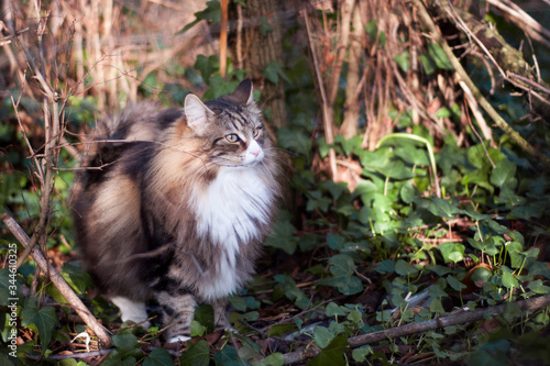 norwegian forest cat into the wild