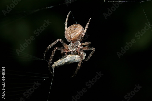 A spider sits on a web and releases poison in his zombie, isolated on a black background, a macro. Close-up. Family of spiders Orb-web (Araneidae) and. Araneus diadematus