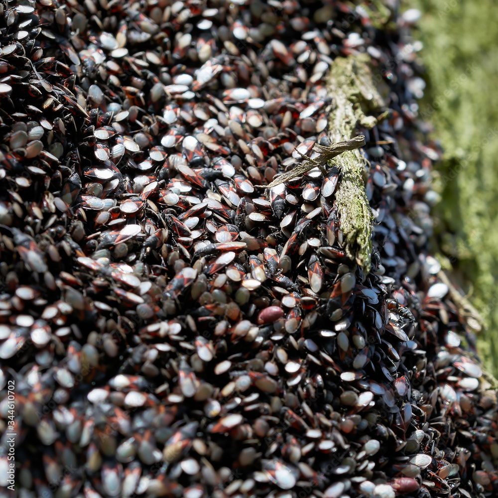 Invasion of Lime Seed Bugs (Oxycarenus lavaterae) on a lime tree in a park in Magdeburg in Germany Invasion of Lime Seed Bugs (Oxycarenus lavaterae) on a lime tree in a park in Magdeburg in Germany