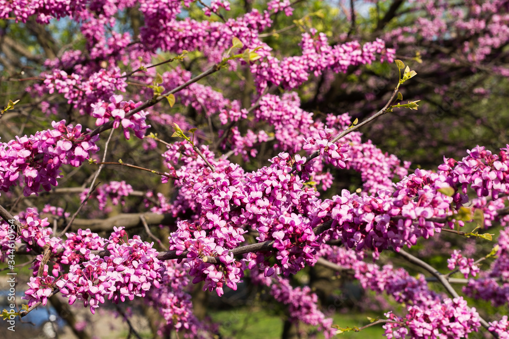 Obraz premium Branches with pink flowers on a green background
