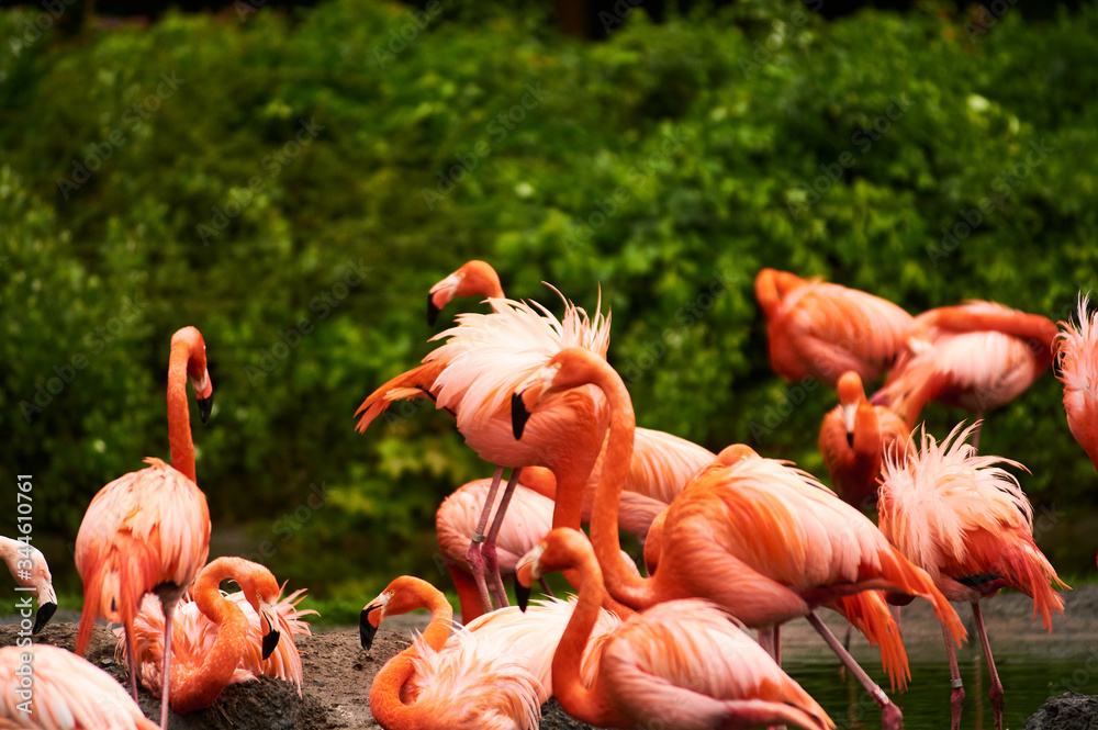 Fototapeta premium Germany, Berlin. Zoologischer Garten. Bright pink beautiful flamingo birds walk through the teritorry and eat.