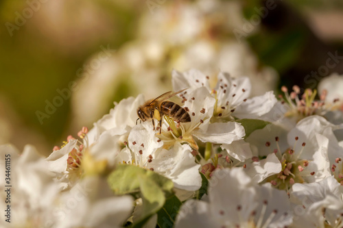 The pear (Pyrus communis) tree blooms in the mountains and a bee collecting nectar.