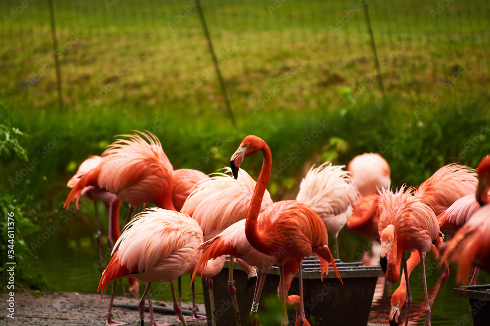 Germany, Berlin. Zoologischer Garten. Bright pink beautiful flamingo birds walk through the teritorry and eat. Germany, Berlin. Zoologischer Garten. Bright pink beautiful flamingo birds walk through the teritorry and eat.