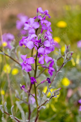 A plant (Matthiola farinosa) with violet flowers blooms by the sea
