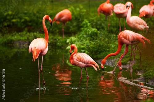 Germany, Berlin. Zoologischer Garten. Bright pink beautiful flamingo birds walk through the teritorry and eat.