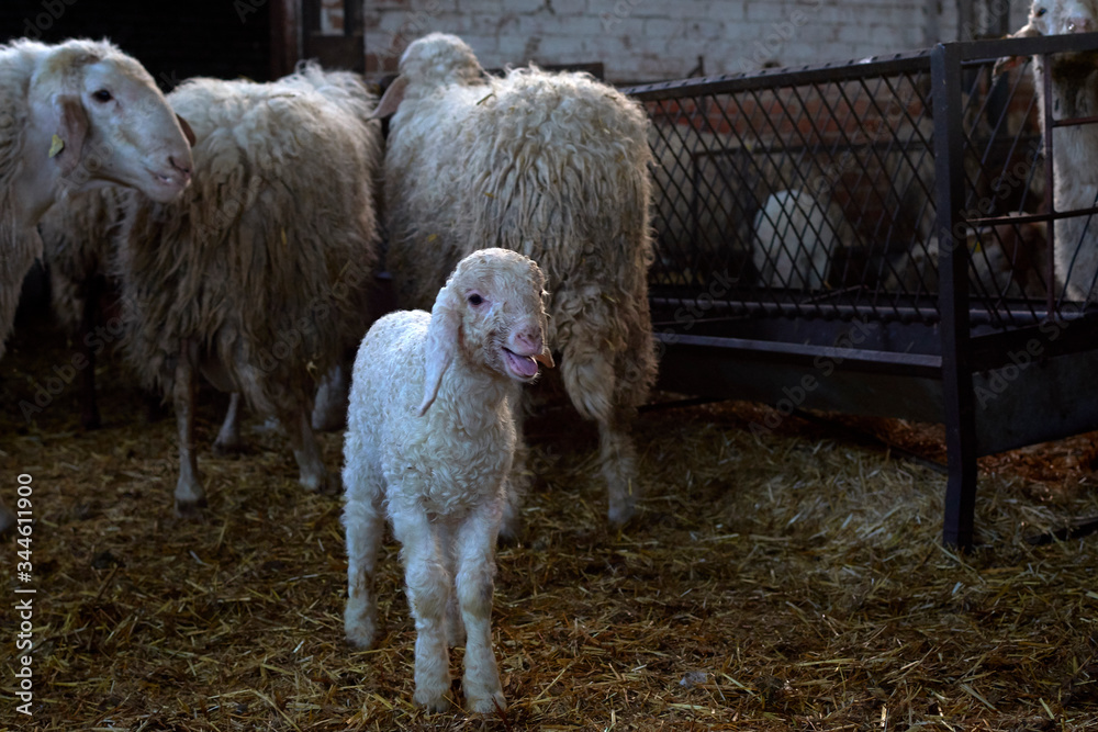 Naklejka premium pastor