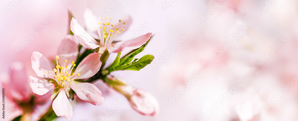 Spring pink abstract background of Blooming almond flowers close-up. Copy space Spring pink abstract background of Blooming almond flowers close-up. Copy space