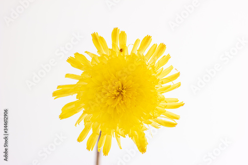 Single stem of a bloomed yellow Dandelion close up shot isolated on white