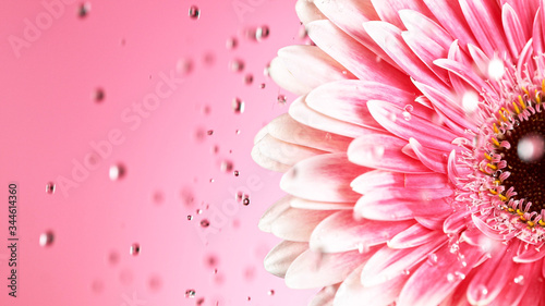 Beautiful pink gerbera bloo...