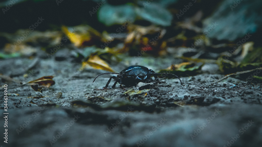 Fototapeta premium Fotografía Macro de un escarabajo negro que camina a paso lento mientras explora un jardín secreto