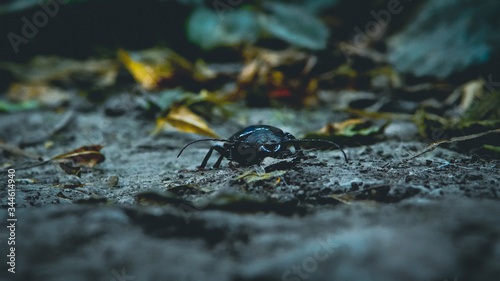 Fotograf  a Macro de un escarabajo negro que camina a paso lento mientras explora un jard  n secreto