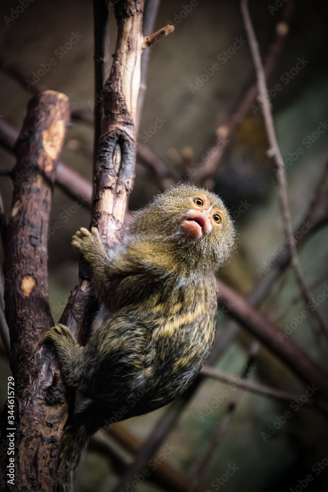 Tiny, lovely and very cute monkey is sitting on the tree branch. Wild animal is isolated in the zoo. Tiny, lovely and very cute monkey is sitting on the tree branch. Wild animal is isolated in the zoo.