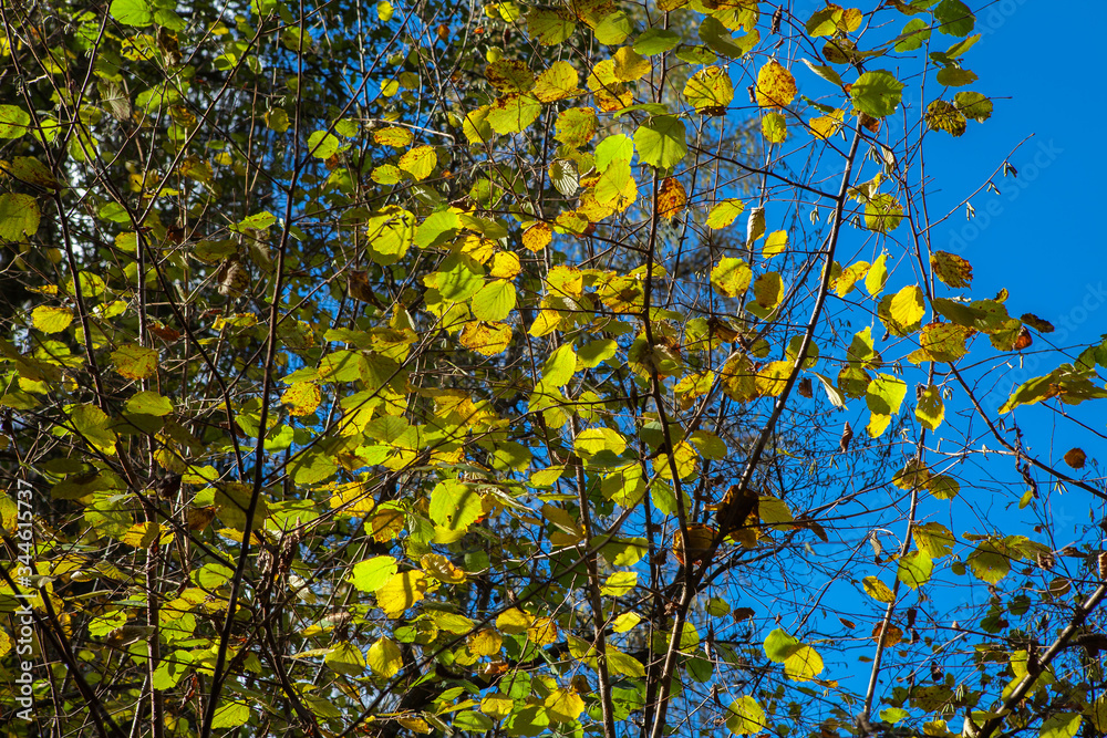 Autumn leaves and trees detail, with blue sky background. Autumn leaves and trees detail, with blue sky background.