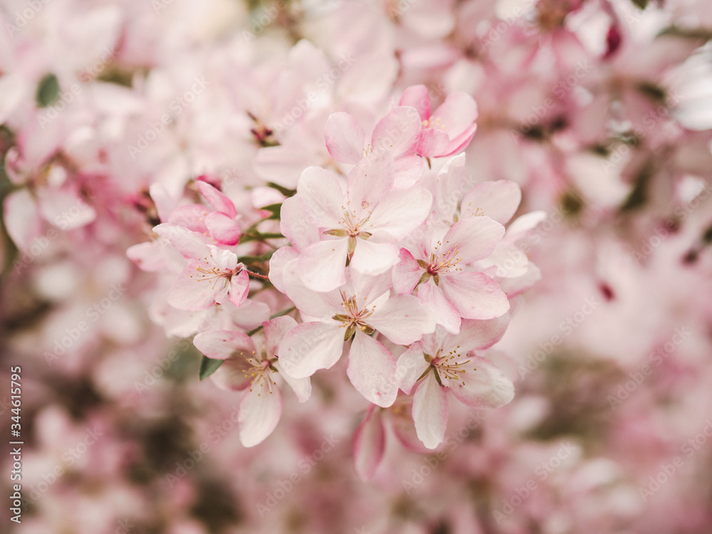 Blooming Apple tree pink. Large flowers. Spring. Very beautiful. Spring allergies on the flowers.