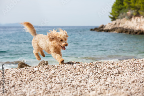 Portrait of a young apricot poodle dog on the sunny beach. A happy dog running and jumping joyfully on the beach on a sunny summer day  Bol  Island Brac  Croatia