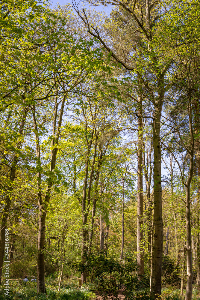 Spring in the forest. Spring in the forest.