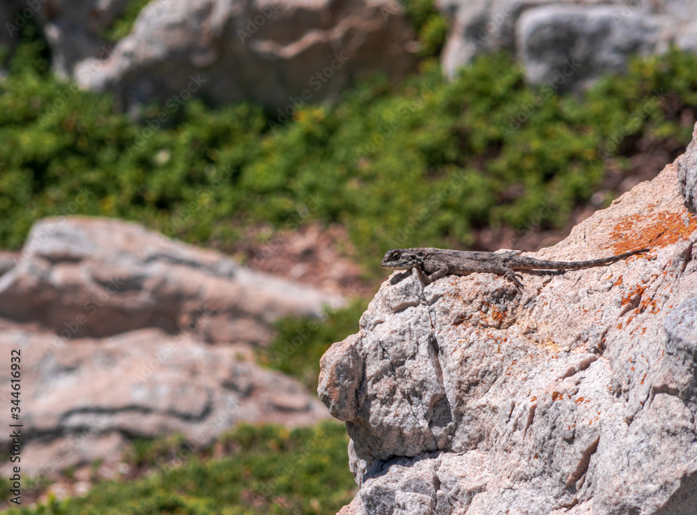 Gecko at rock landscape with close up view Gecko at rock landscape with close up view