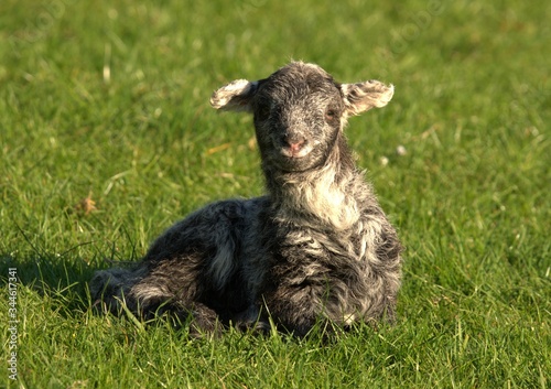 Cute baby lamb on the grass