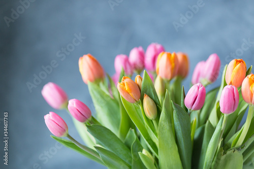 Fototapeta Naklejka Na Ścianę i Meble -  Spring tulip flowers on grey background. Greeting card. Copy space. Free space. Postcard. 