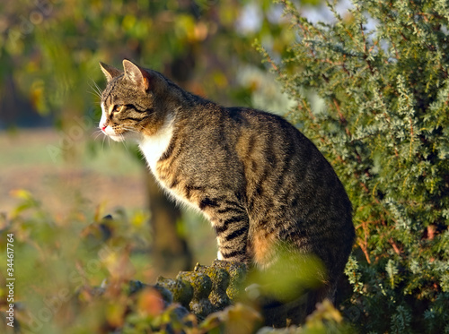 cat on a fence