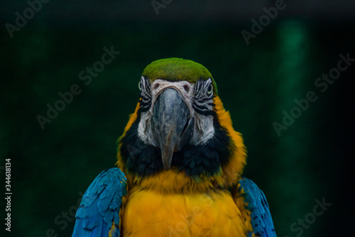 Parrots, also known as psittacines, are birds of the roughly 393 species in 92 genera comprising the order Psittaciformes. 