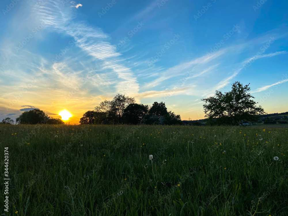 sunset over a meadow