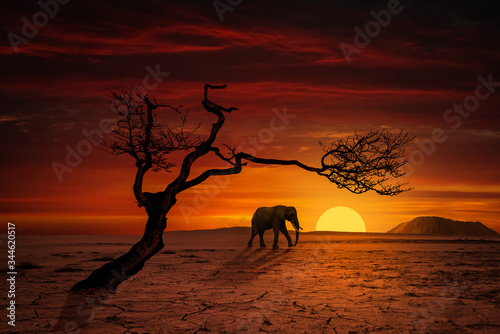 Einsame Elefant © Laszlo