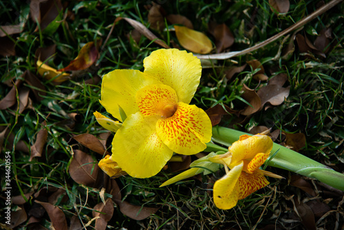 Photos Costa Rican flower