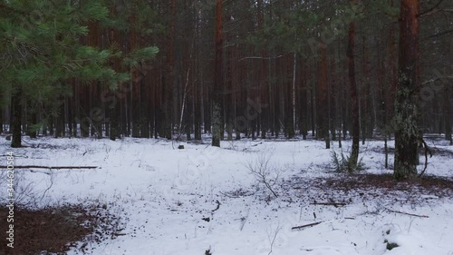 Pine, winter forest. The camera moves among the trees in the snow.