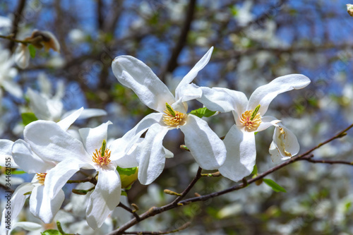 White magnolia flowers in the sun.