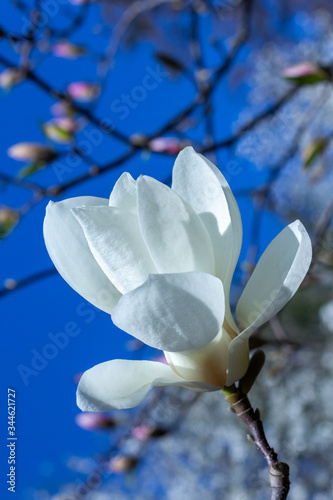 White magnolia flowers in the sun.
