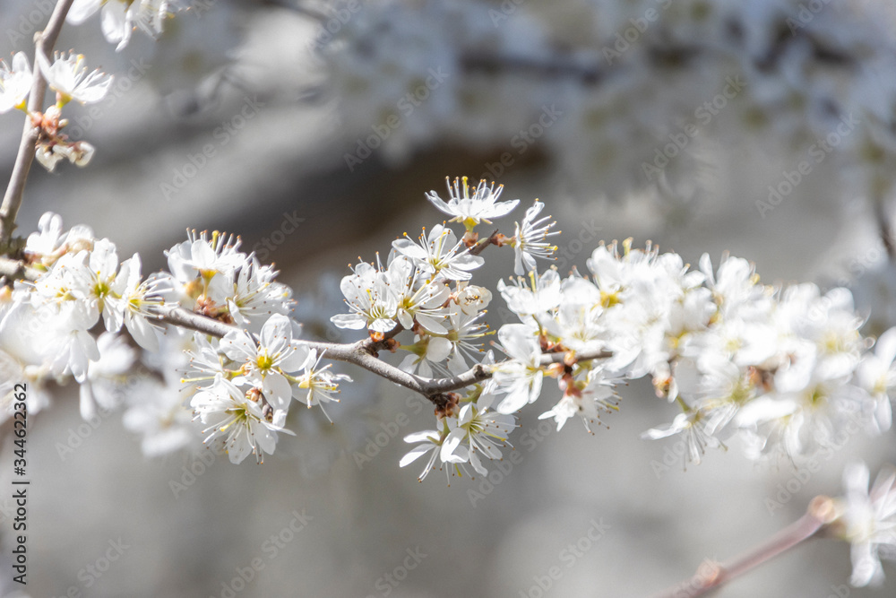 Blühender Baum im Frühling Blühender Baum im Frühling