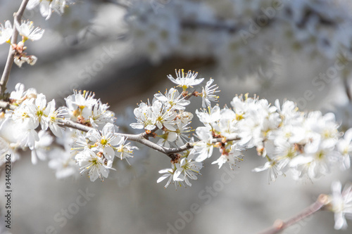 Blühender Baum im Frühling © Tina