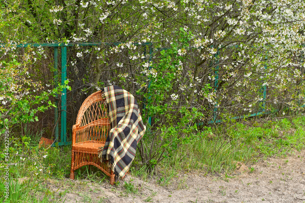 A wicker chair stands in the garden under a cherry on it lies a plaid.