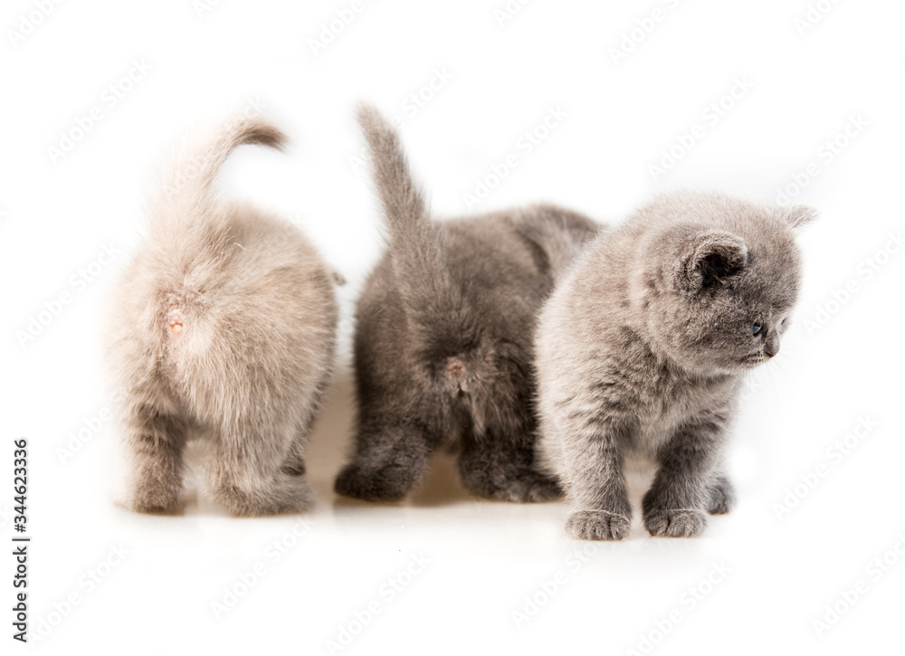 Small gray kitten isolated on white background
