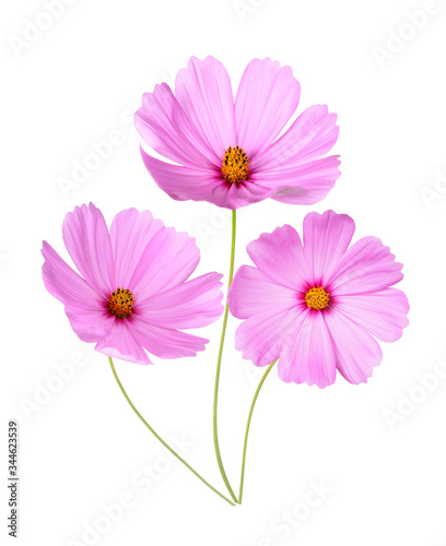 Pink Cosmos flowers isolated on white