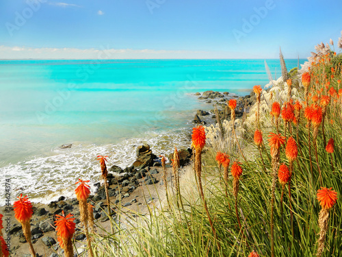 Turquoise sea and beach with torch lilies on coast of New Zealand 