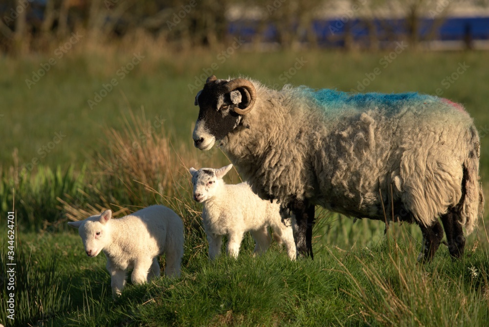 Obraz premium Baby lambs with sheep in the field