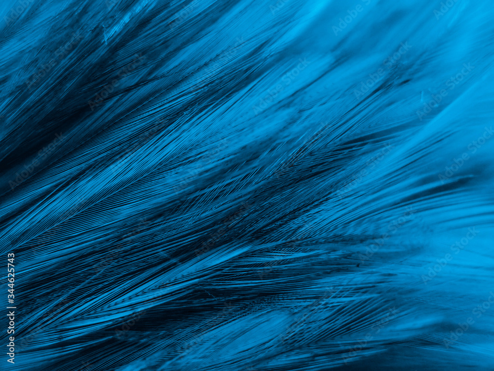 Beautiful abstract colorful white and blue feathers on white background and soft white feather texture on blue pattern and blue background, feather background, blue banners Beautiful abstract colorful white and blue feathers on white background and soft white feather texture on blue pattern and blue background, feather background, blue banners